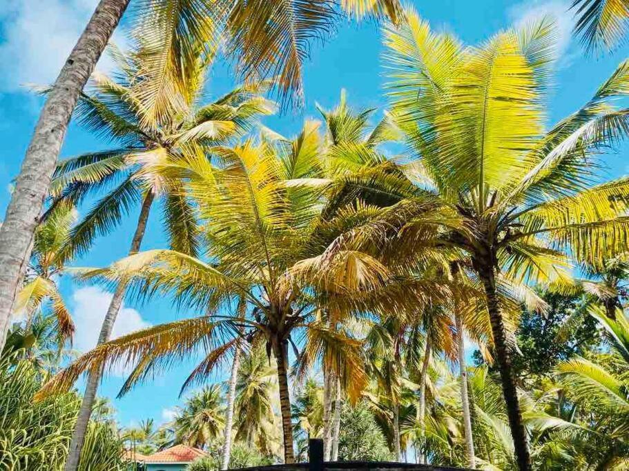 Palm House - Luxury Villa - Samana - Ocean Front Sánchez Extérieur photo